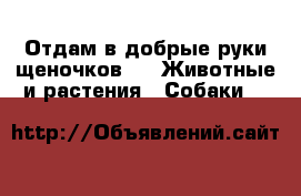 Отдам в добрые руки щеночков. -  Животные и растения » Собаки   